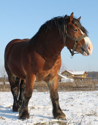  - OMAL armasar-manz-Greu Polonez
