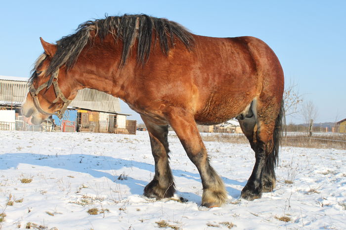  - OMAL armasar-manz-Greu Polonez