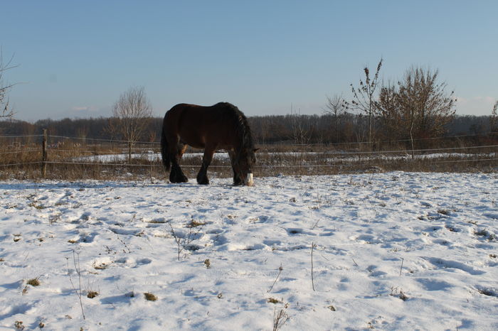  - OMAL armasar-manz-Greu Polonez