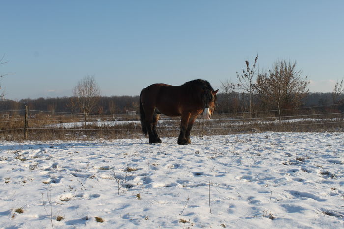  - OMAL armasar-manz-Greu Polonez