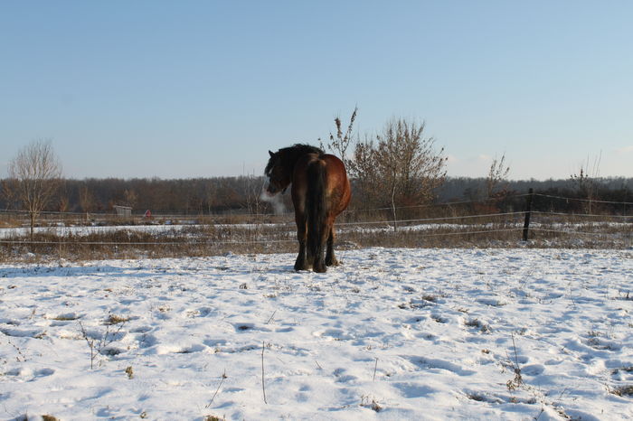  - OMAL armasar-manz-Greu Polonez