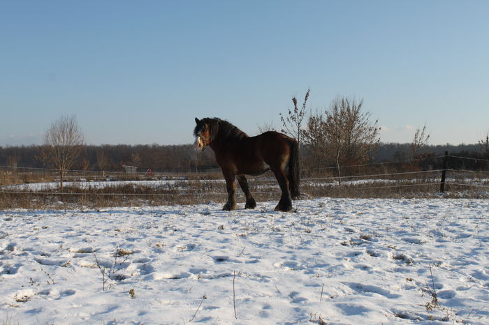  - OMAL armasar-manz-Greu Polonez