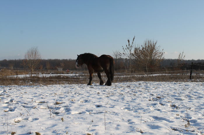  - OMAL armasar-manz-Greu Polonez