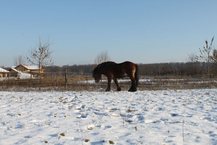  - OMAL armasar-manz-Greu Polonez