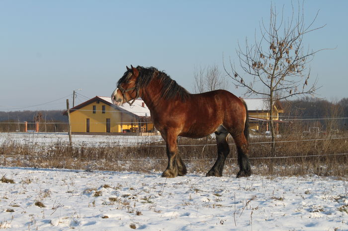 - OMAL armasar-manz-Greu Polonez