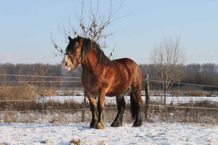  - OMAL armasar-manz-Greu Polonez