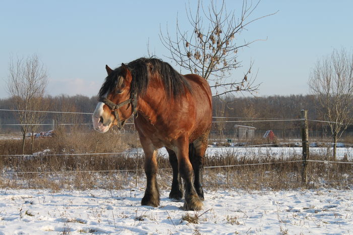  - OMAL armasar-manz-Greu Polonez
