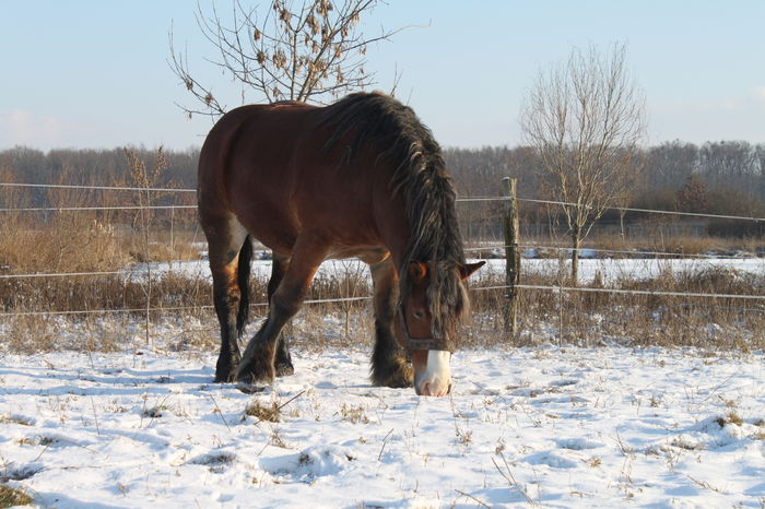  - OMAL armasar-manz-Greu Polonez