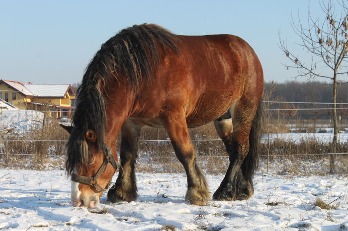 - OMAL armasar-manz-Greu Polonez