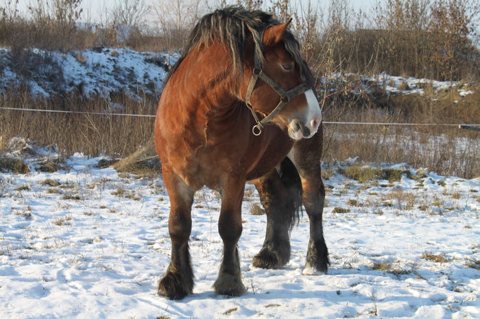  - OMAL armasar-manz-Greu Polonez