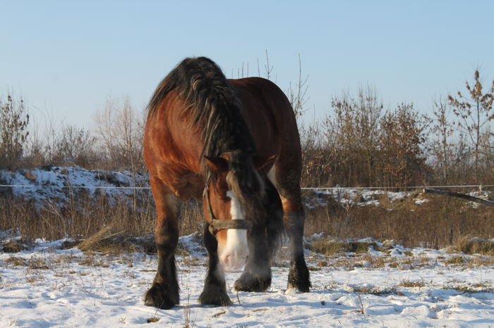  - OMAL armasar-manz-Greu Polonez