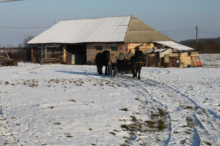  - OMAL armasar-manz-Greu Polonez