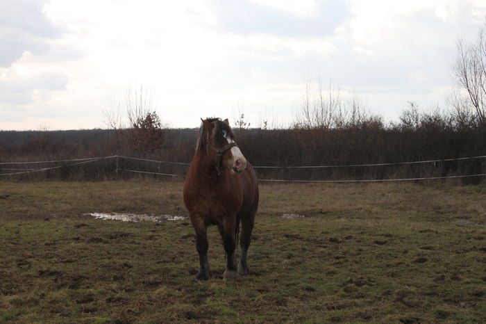  - OMAL armasar-manz-Greu Polonez
