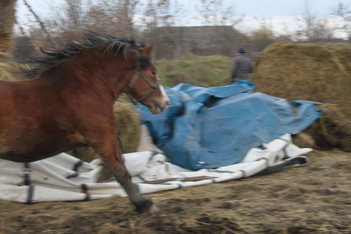  - OMAL armasar-manz-Greu Polonez