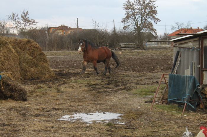  - OMAL armasar-manz-Greu Polonez