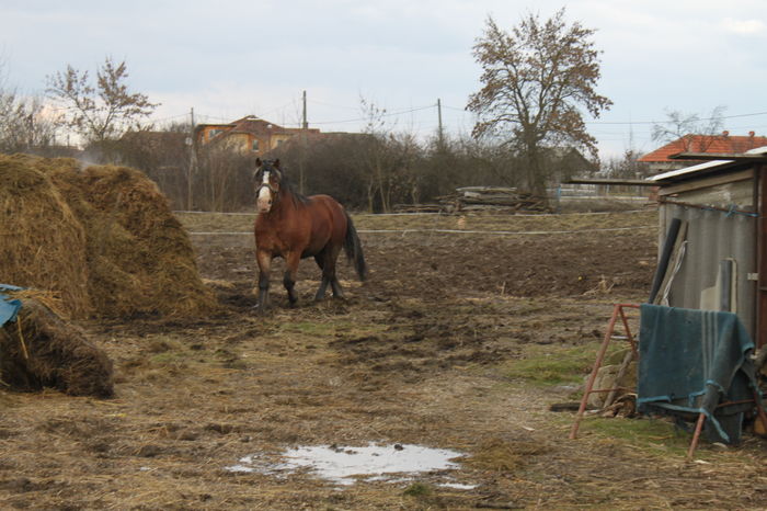  - OMAL armasar-manz-Greu Polonez