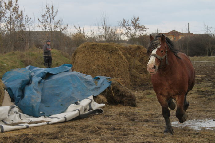  - OMAL armasar-manz-Greu Polonez