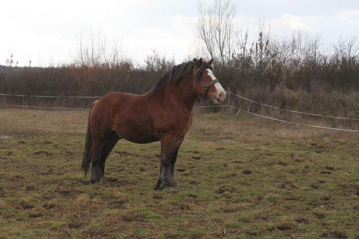  - OMAL armasar-manz-Greu Polonez