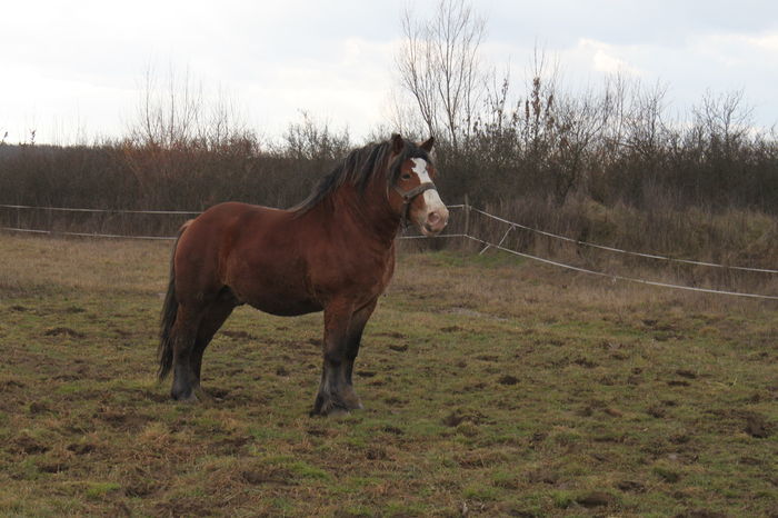  - OMAL armasar-manz-Greu Polonez