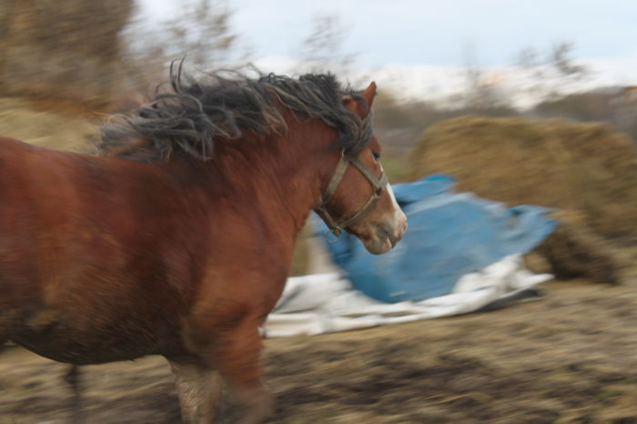  - OMAL armasar-manz-Greu Polonez