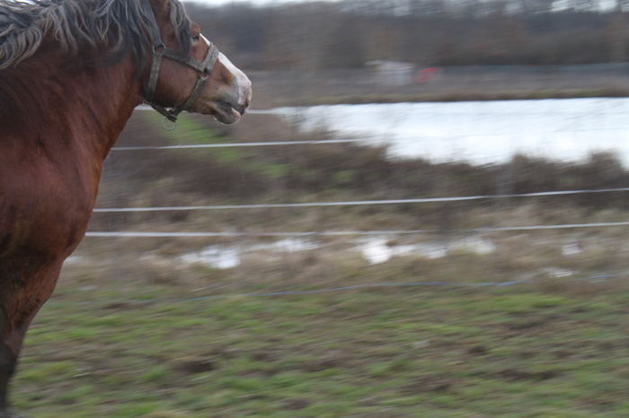  - OMAL armasar-manz-Greu Polonez