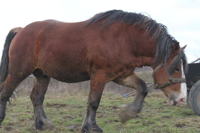  - OMAL armasar-manz-Greu Polonez