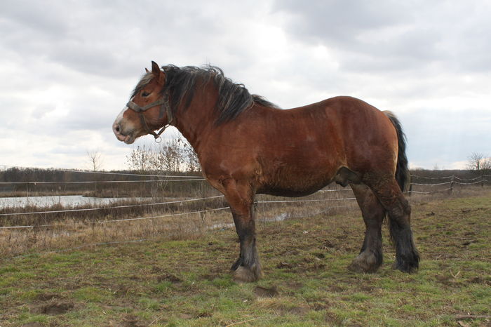  - OMAL armasar-manz-Greu Polonez