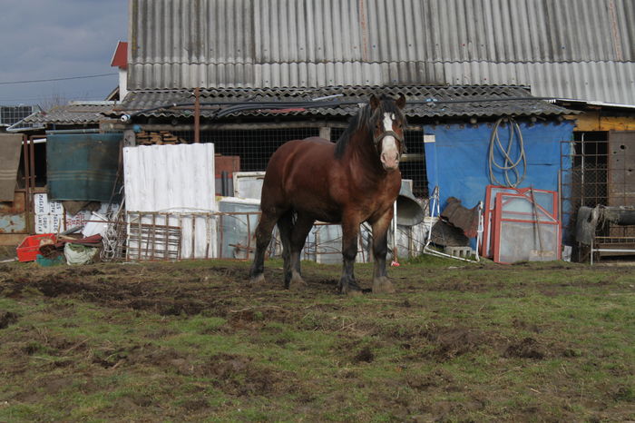  - OMAL armasar-manz-Greu Polonez