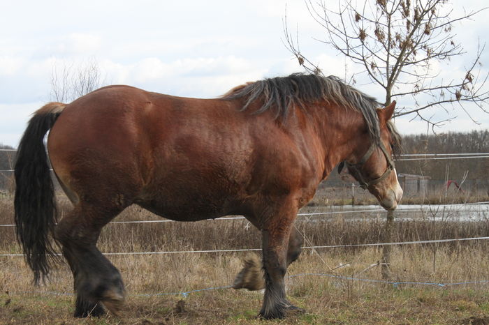  - OMAL armasar-manz-Greu Polonez