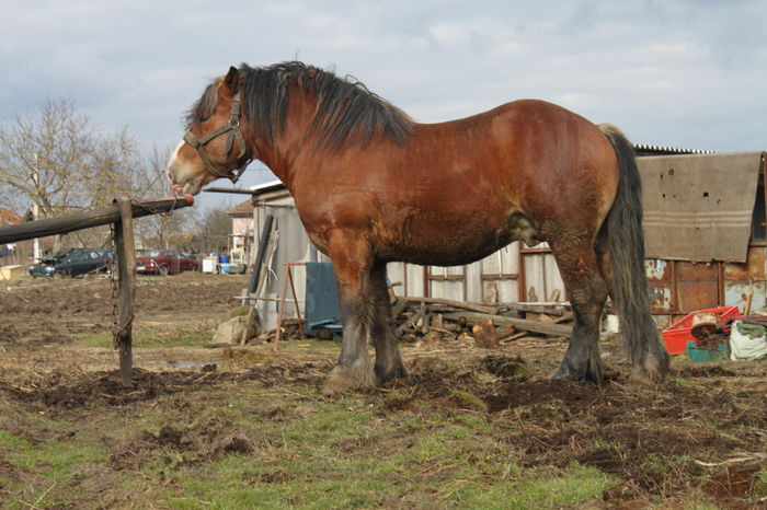  - OMAL armasar-manz-Greu Polonez