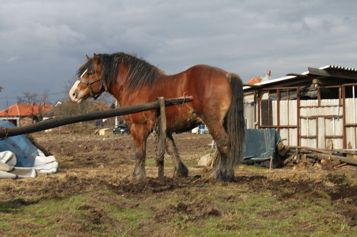  - OMAL armasar-manz-Greu Polonez