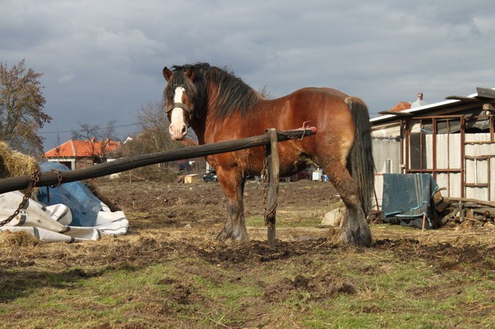  - OMAL armasar-manz-Greu Polonez