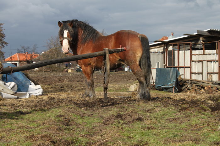  - OMAL armasar-manz-Greu Polonez