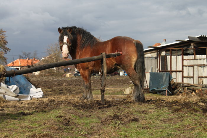  - OMAL armasar-manz-Greu Polonez