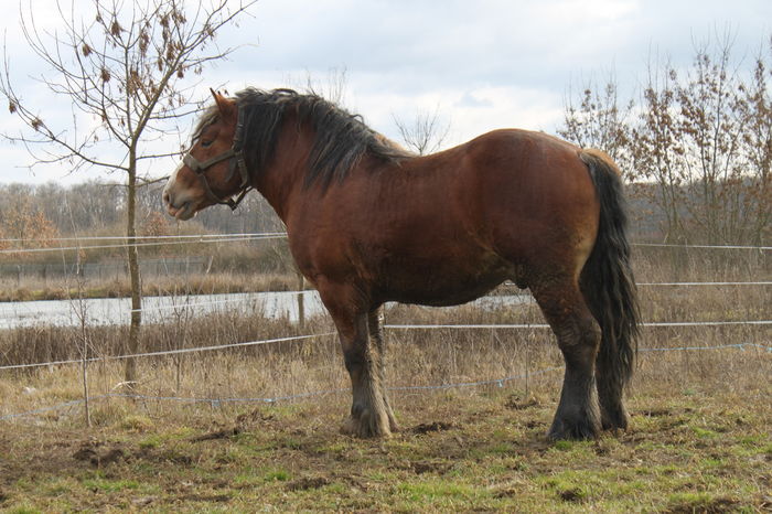  - OMAL armasar-manz-Greu Polonez