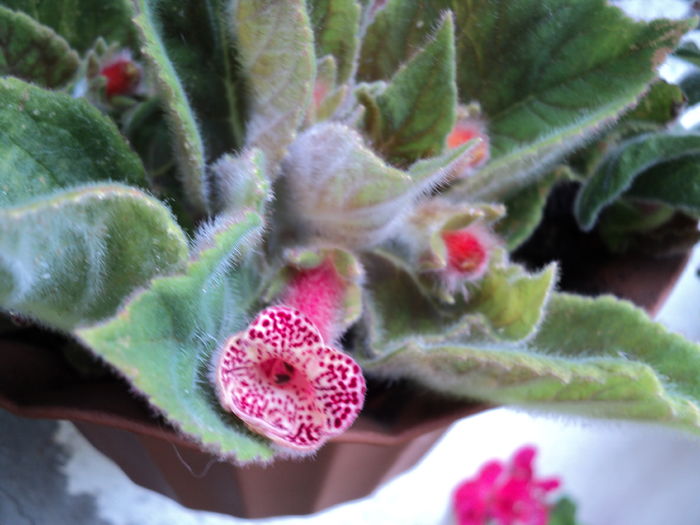 Kohleria BIBI