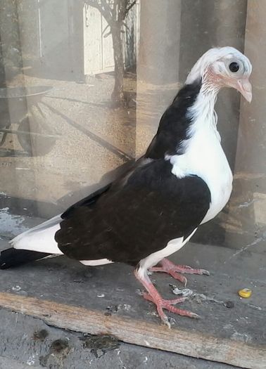 Din moriscari