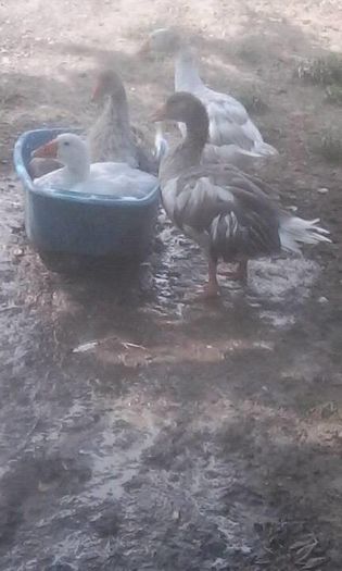 14017824_1602759310021365_804499826_n