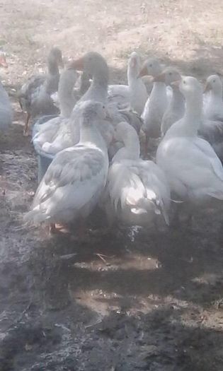 14081173_1602759330021363_379214414_n