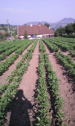 IMG_20160703_082128; Ardei 29 iunie
