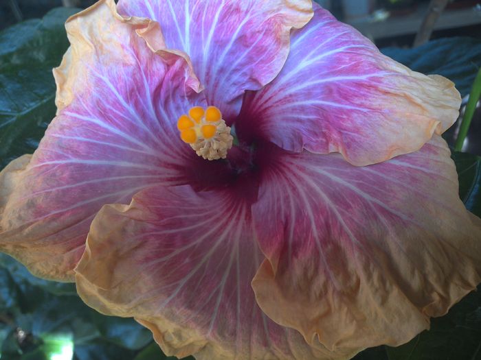 Tah.Lovely - 0Hibiscus in colectie infloriti