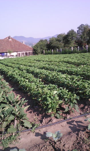 IMG_20160703_082059; 29 iunie
