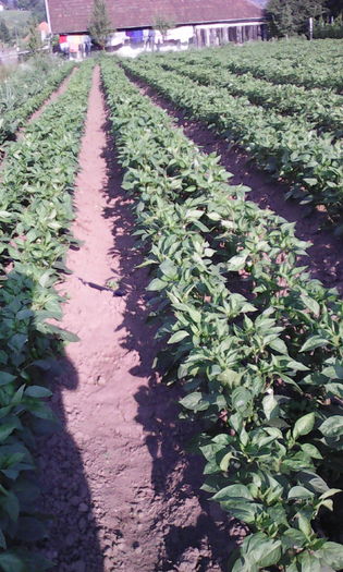 IMG_20160703_082030; 29 iunie
