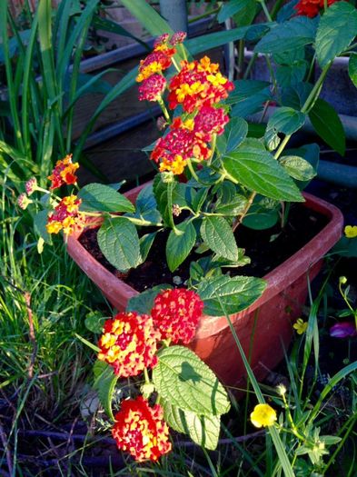 lantana - Flori interior