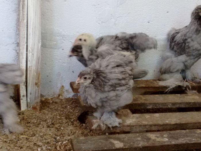 IMG_20160816_180645492