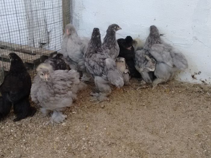 IMG_20160816_180655024