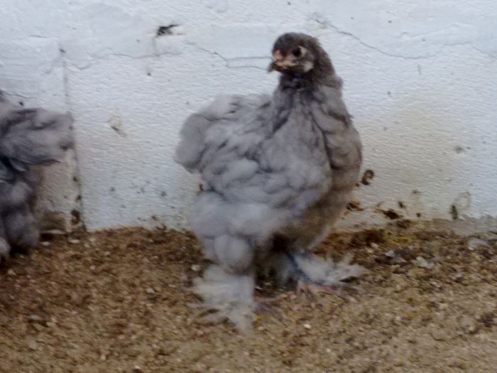 IMG_20160816_180709343