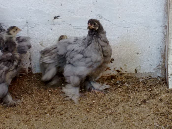 IMG_20160816_180711324