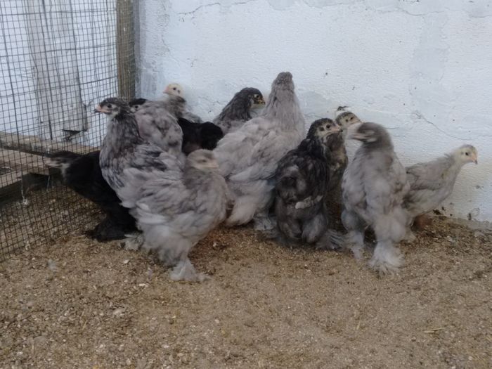 IMG_20160816_180715422