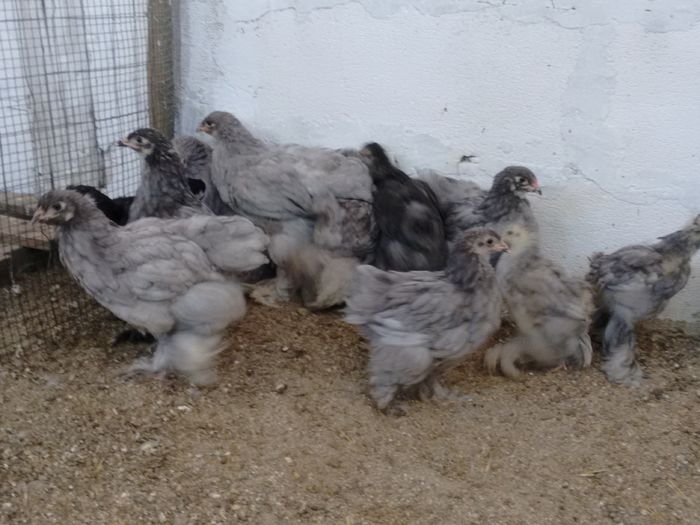 IMG_20160816_180720020